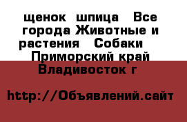 щенок  шпица - Все города Животные и растения » Собаки   . Приморский край,Владивосток г.